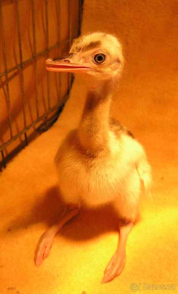 Nandu pampový bílý / Rhea americana white - foto 1