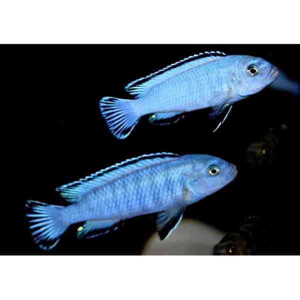 Tlamovci Malawi - foto 42