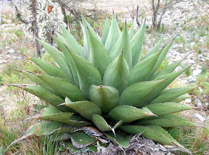 sazenice Agave gentryi velikost růžice 8-10 cm