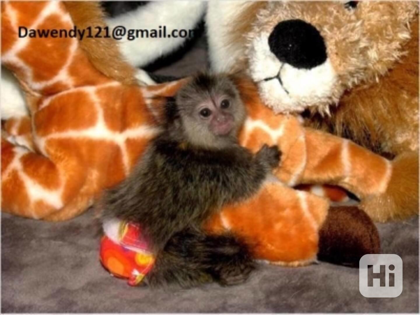 Prstovité mláďata kosmanů na prodej  - foto 1