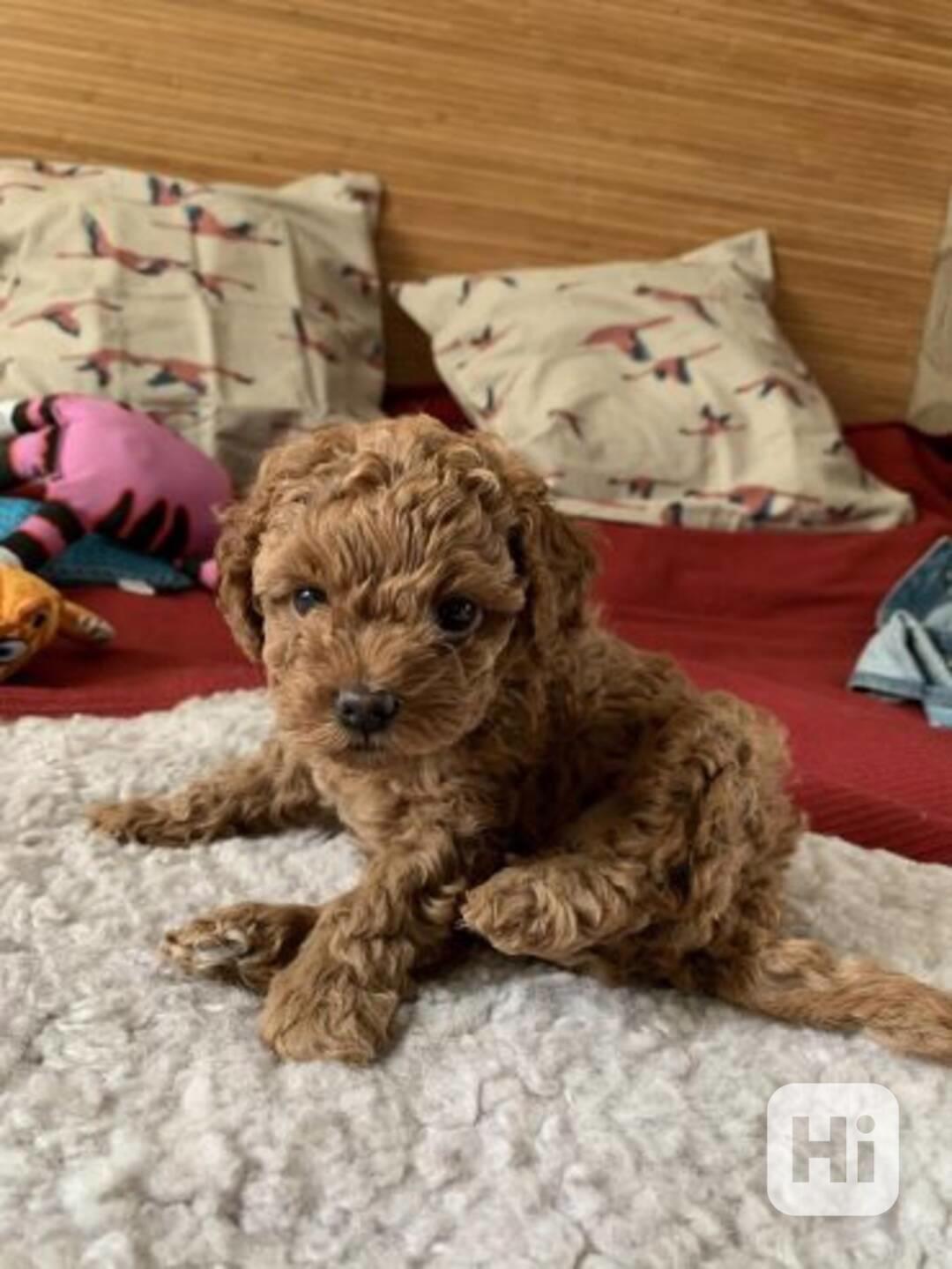 Štěně hračkářského pudla - foto 1