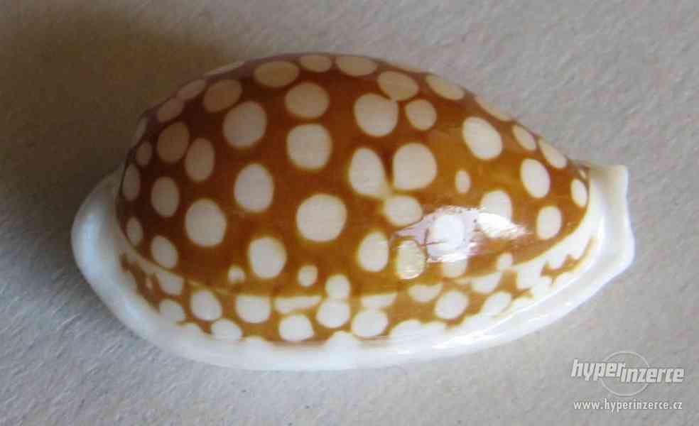 Cypraea cribraria, Linnaeus, 1758 - foto 1