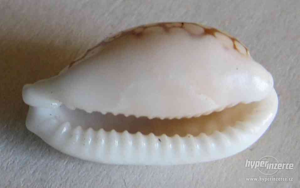 Cypraea cribraria, Linnaeus, 1758 - foto 2