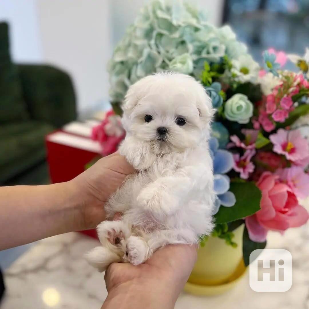 štěňata maltézského ovčáka k adopci - foto 1