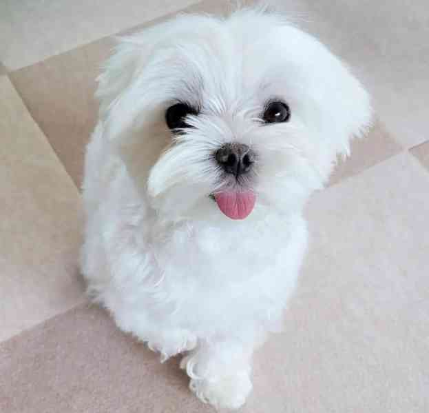 štěňata maltézského ovčáka k adopci - foto 2