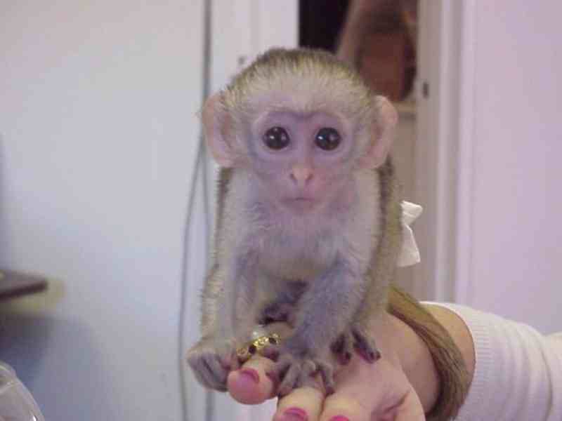 inteligentní kapucínské opice k adopci