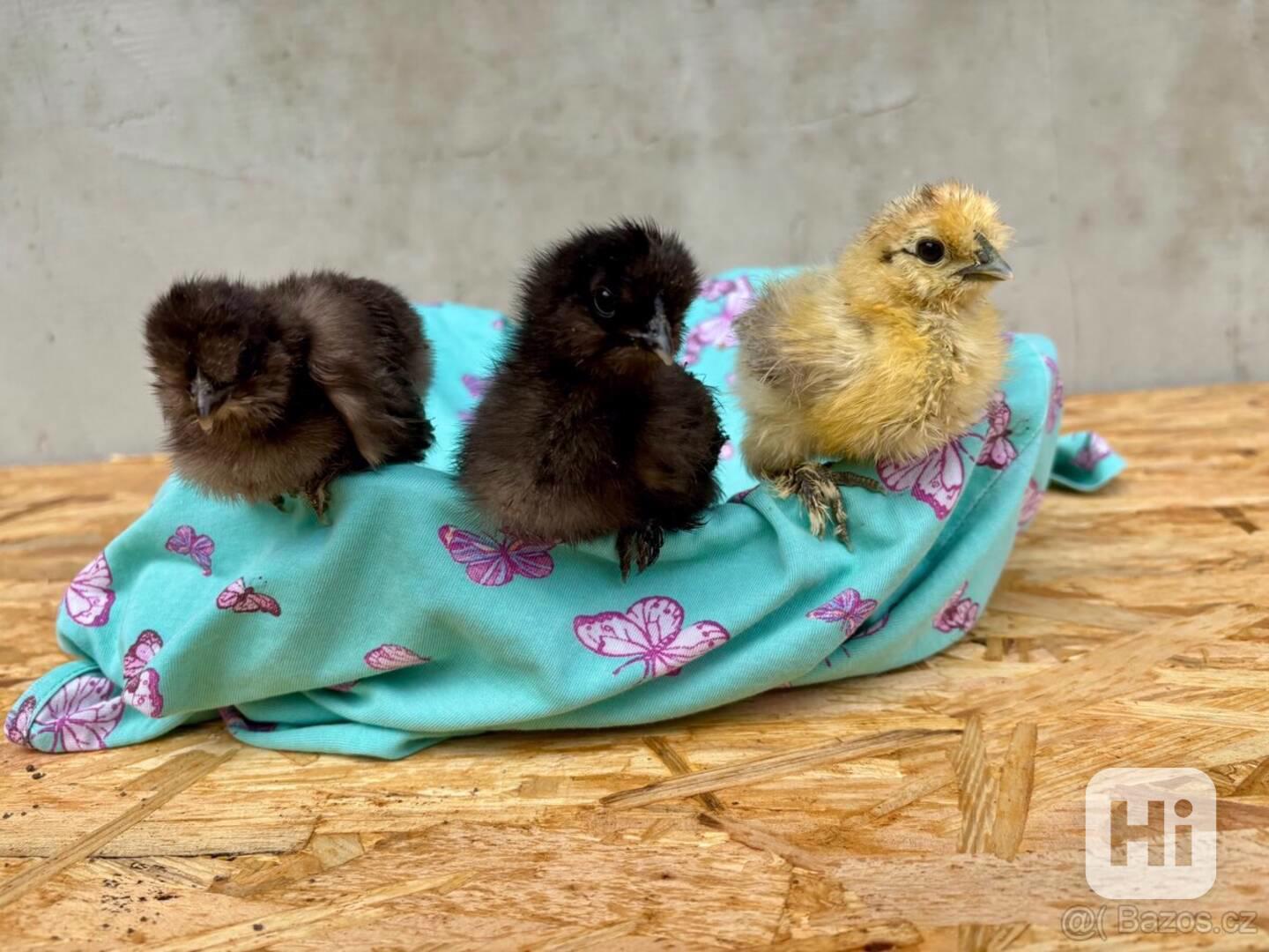 Hedvábnička velká vousatá - kuřátka - foto 1