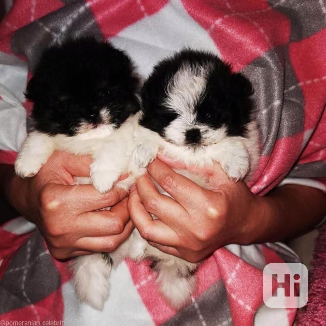 K dispozici je registrovaný pomeranian nejvyšší kvality - foto 1