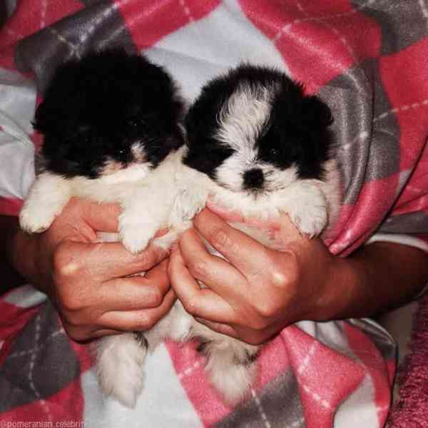 K dispozici je registrovaný pomeranian nejvyšší kvality - foto 1