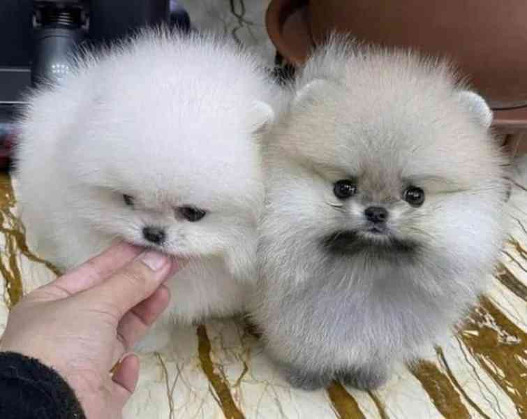 K dispozici je registrovaný pomeranian nejvyšší kvality - foto 2