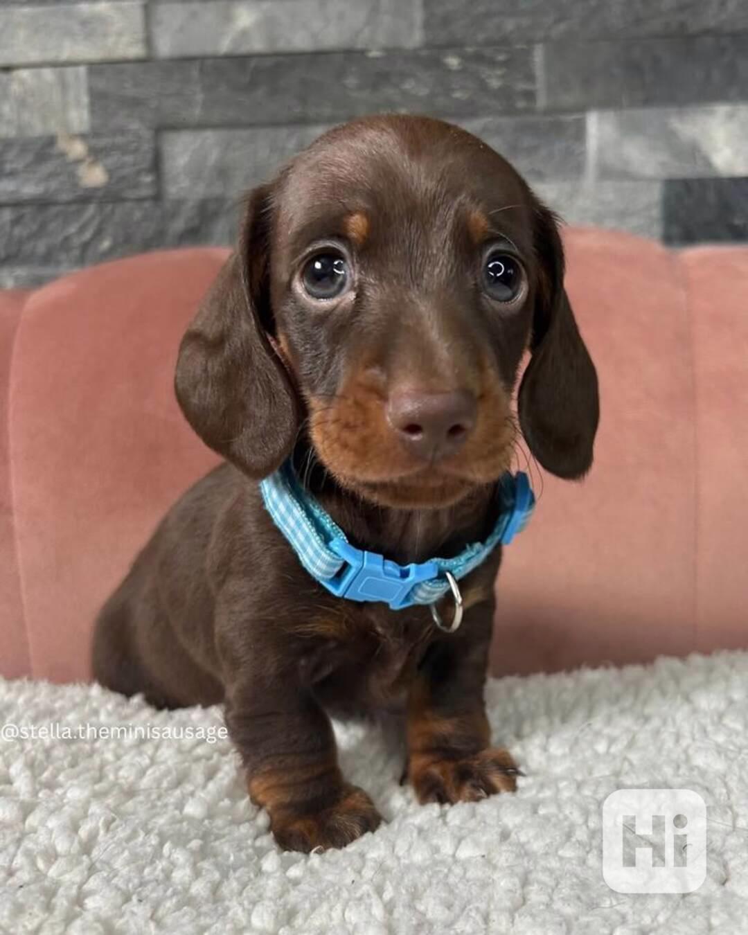 Jezevčík trpasličí hladkosrstý - foto 1