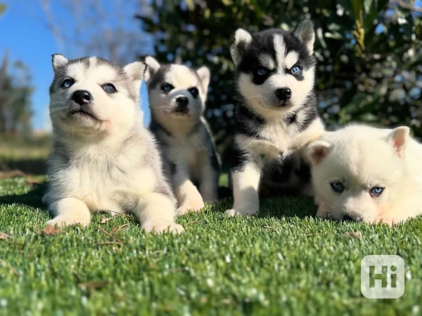 sibiřského huskyho s modrýma očima! - foto 1