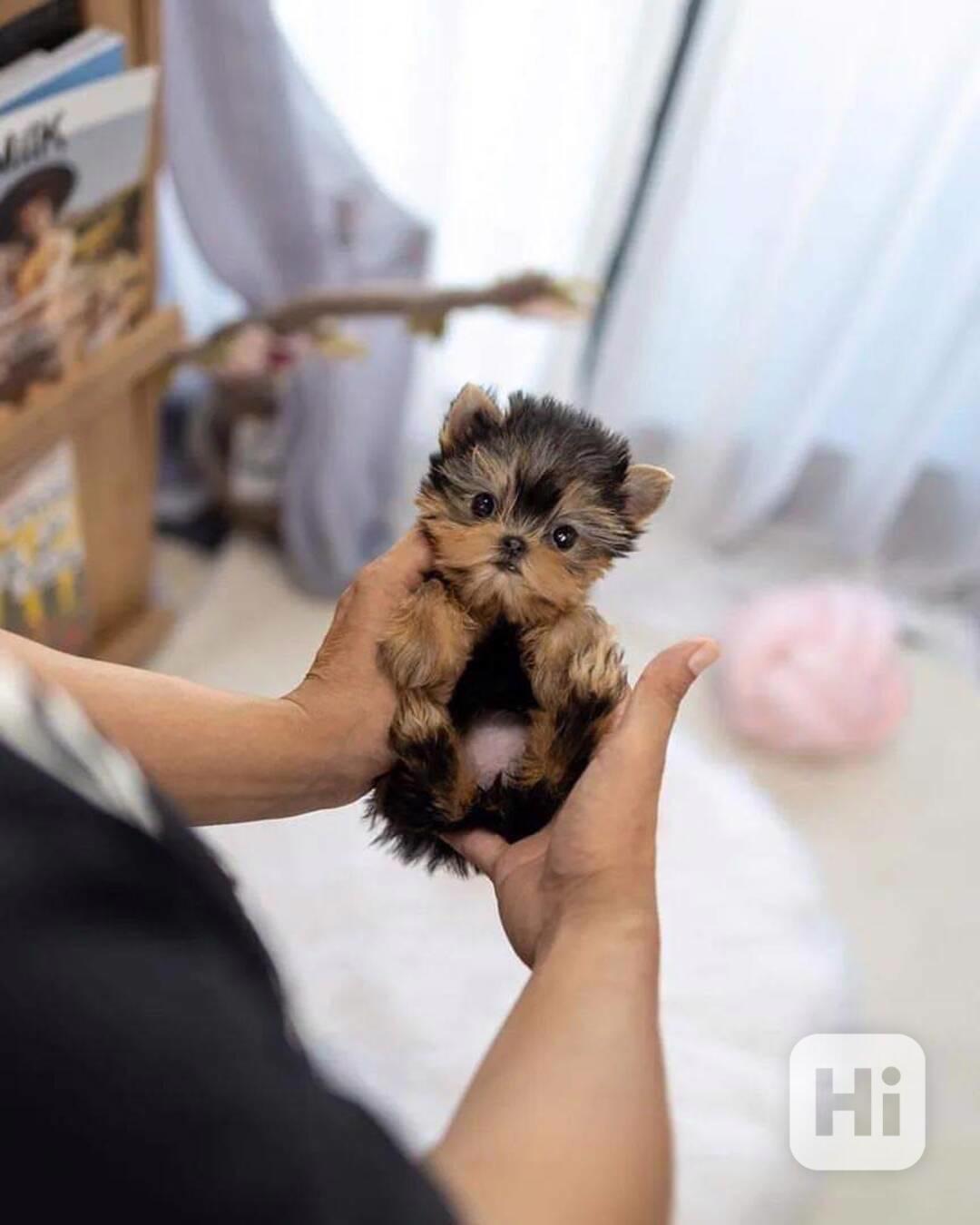 Štěňata Yorkshire - foto 1