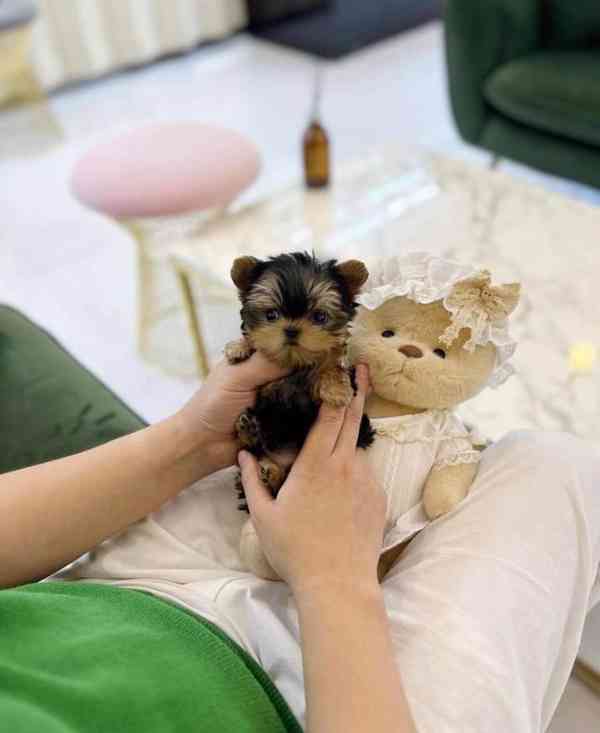 Štěňata Yorkshire - foto 2