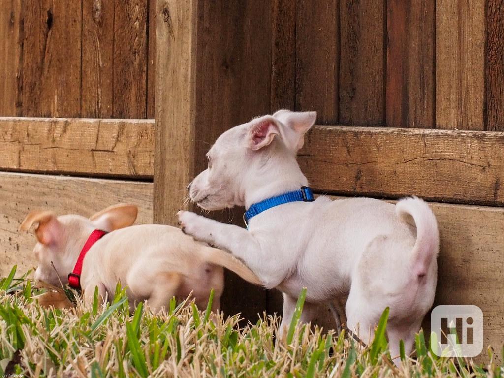 Nádherná bílá štěňata čivavy Nádherná bílá štěňata čivavy. B - foto 1