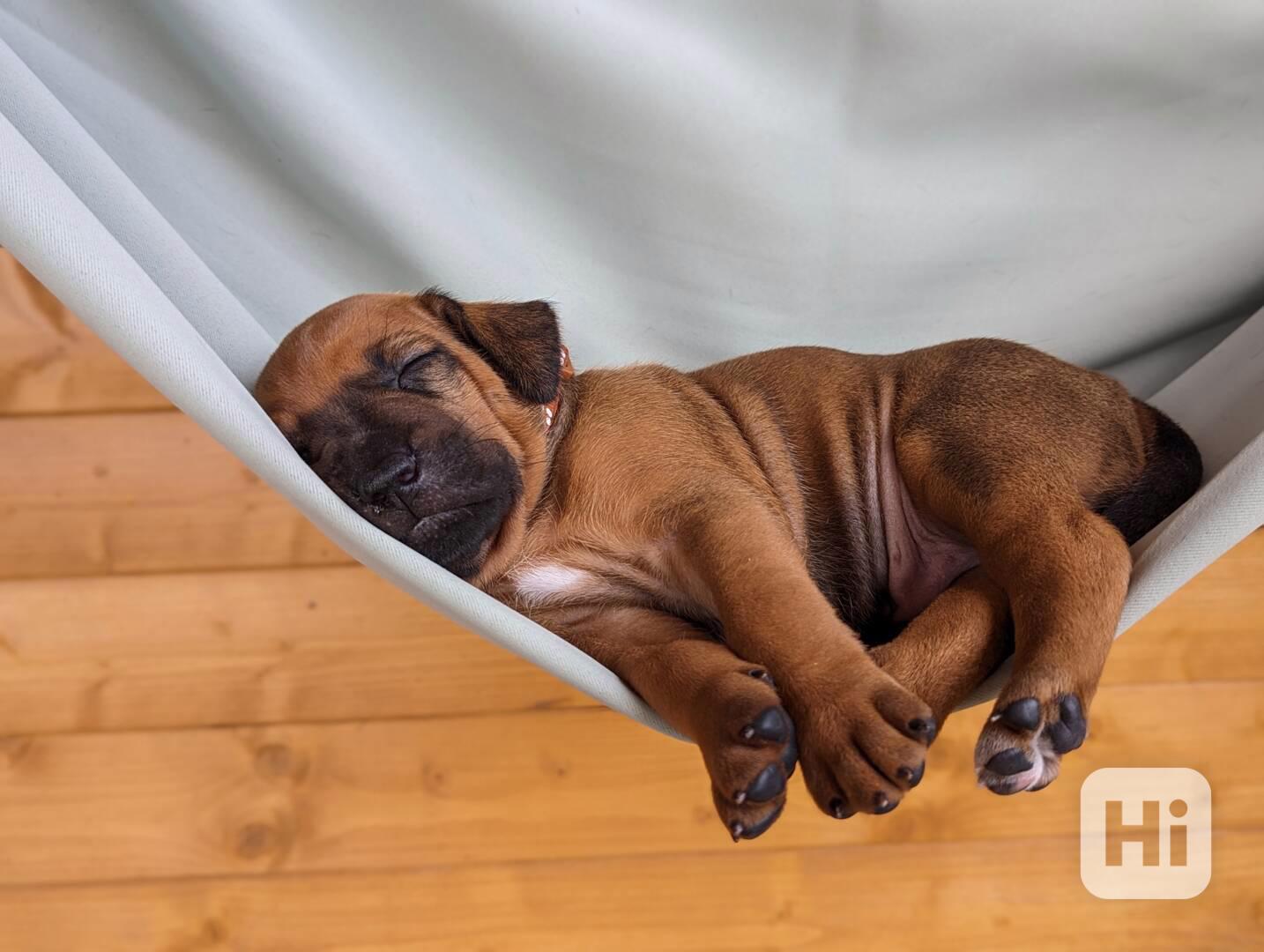 Rhodéský ridgeback - štěňátka s PP - foto 1