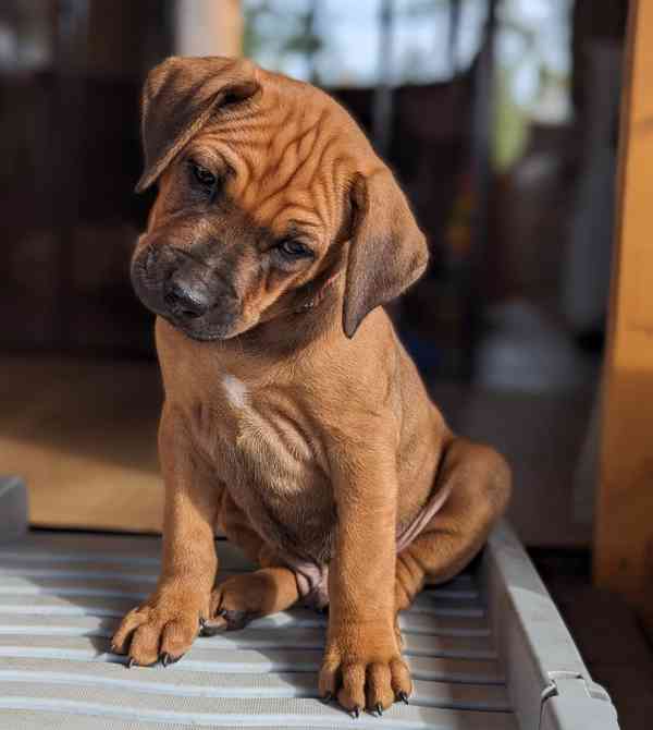 Rhodéský ridgeback - štěňátka s PP - foto 11