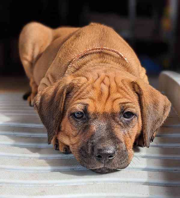 Rhodéský ridgeback - štěňátka s PP - foto 10