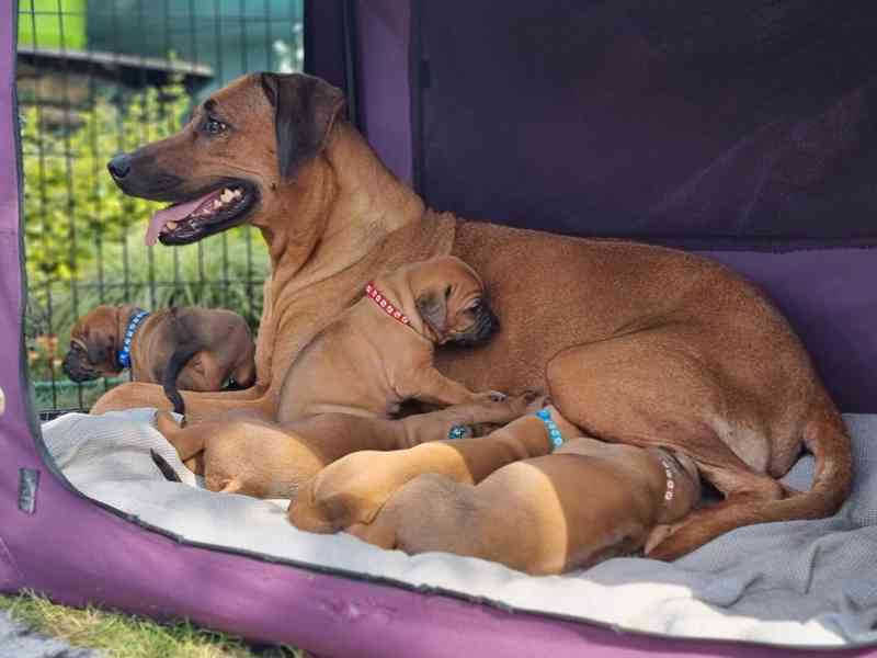Rhodéský ridgeback - štěňátka s PP - foto 4