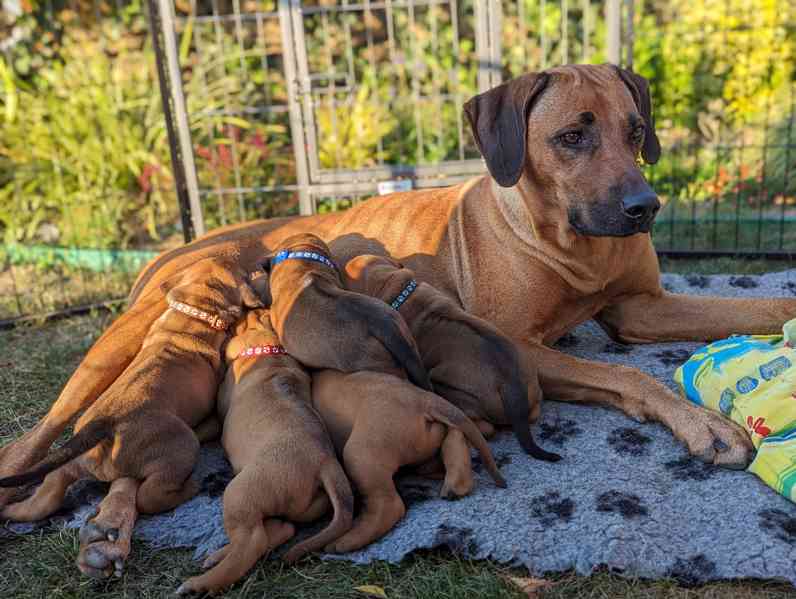 Rhodéský ridgeback - štěňátka s PP - foto 7