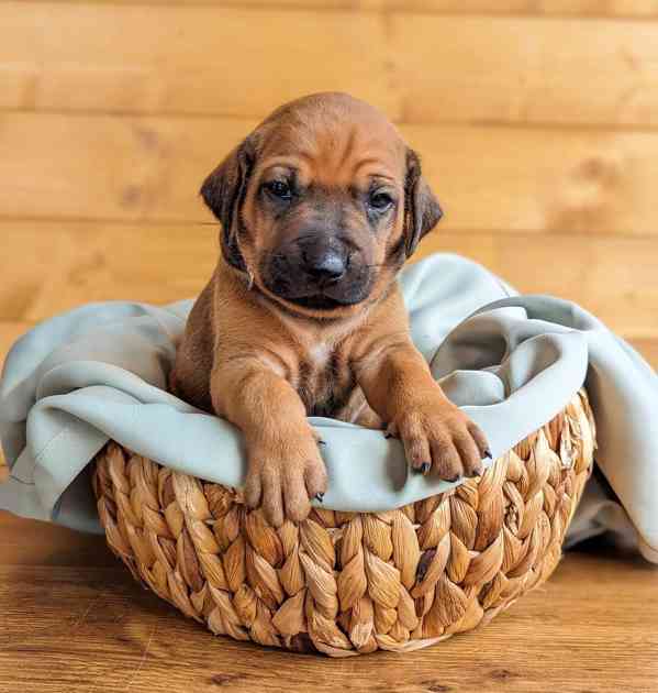 Rhodéský ridgeback - štěňátka s PP - foto 12
