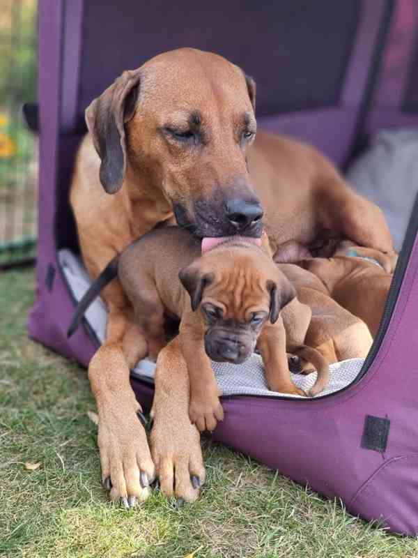 Rhodéský ridgeback - štěňátka s PP - foto 5