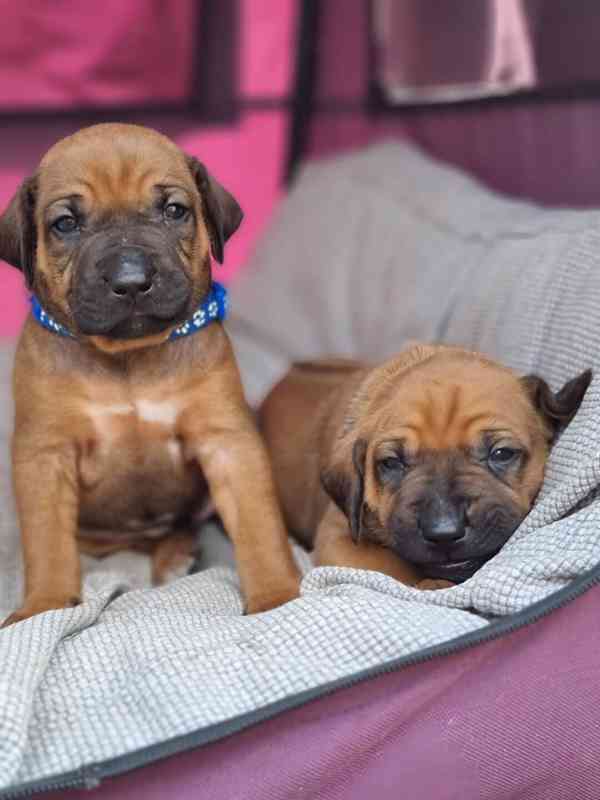 Rhodéský ridgeback - štěňátka s PP - foto 3