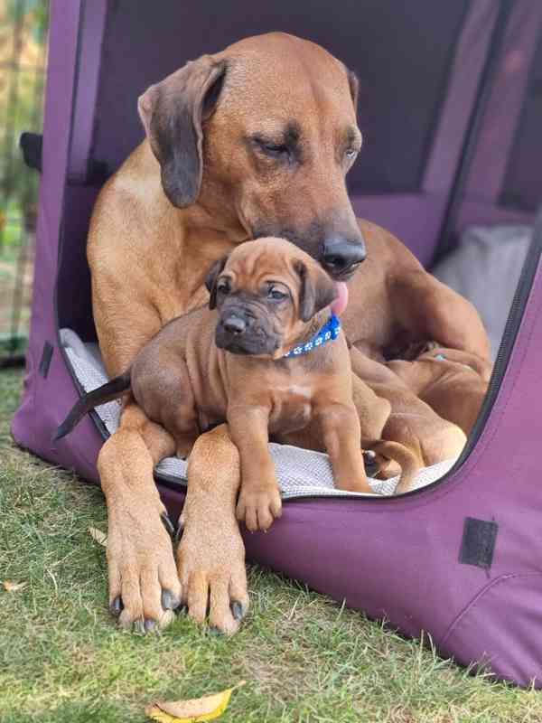 Rhodéský ridgeback - štěňátka s PP - foto 2