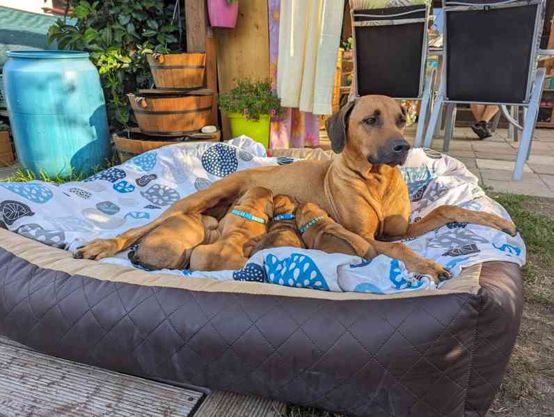 Rhodéský ridgeback - štěňátka s PP - foto 8