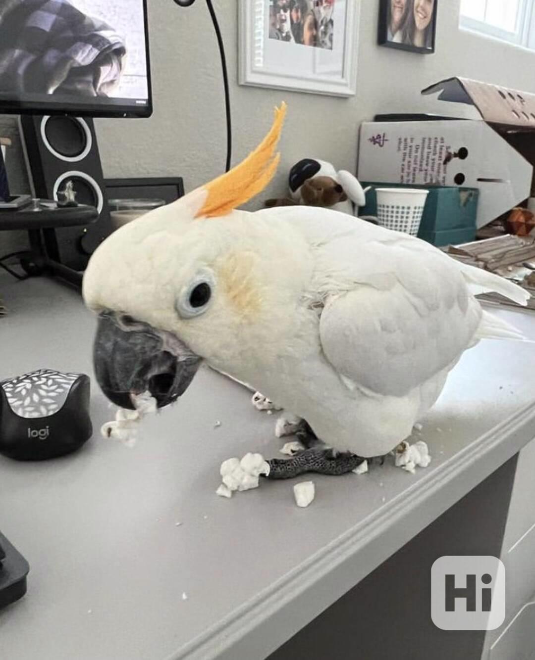 2 papoušci kakadu Deštník nyní k bezplatné adopci   - foto 1