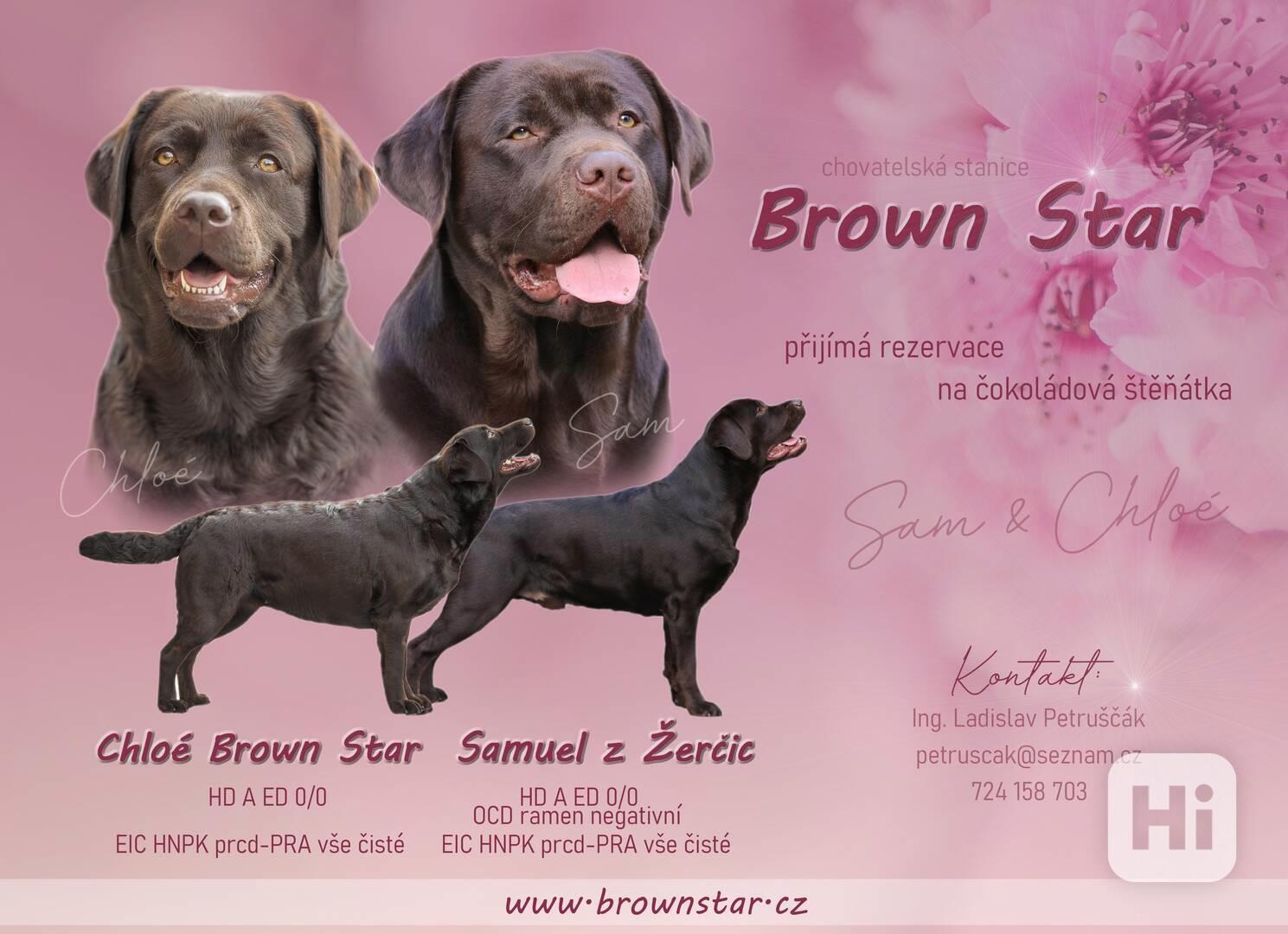 Šťěňátka labradorského retrievra - foto 1