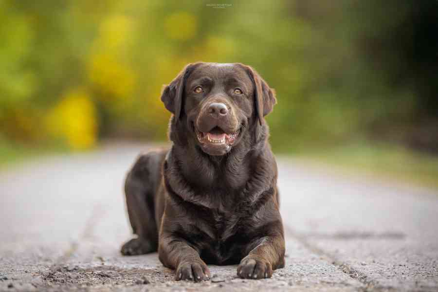 Šťěňátka labradorského retrievra - foto 2