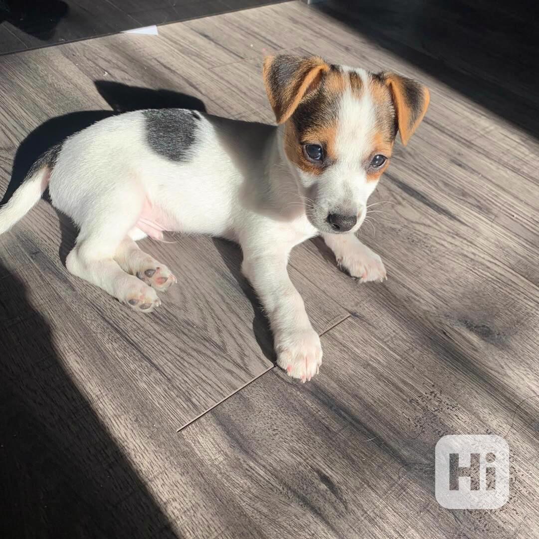 Štěně Jack Russell teriéra - foto 1