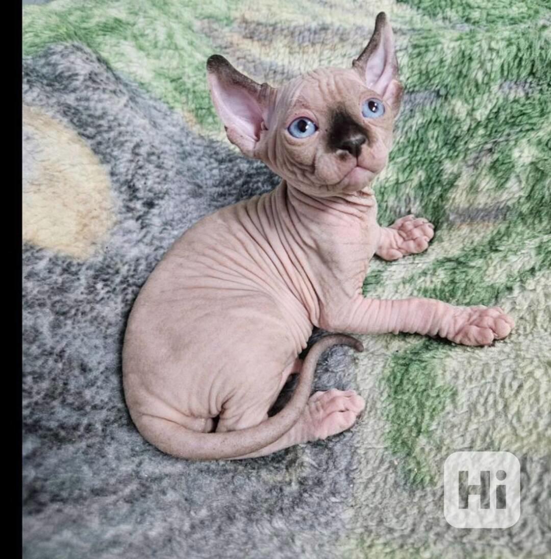 Sphynx kotě - foto 1