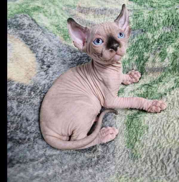 Sphynx kotě