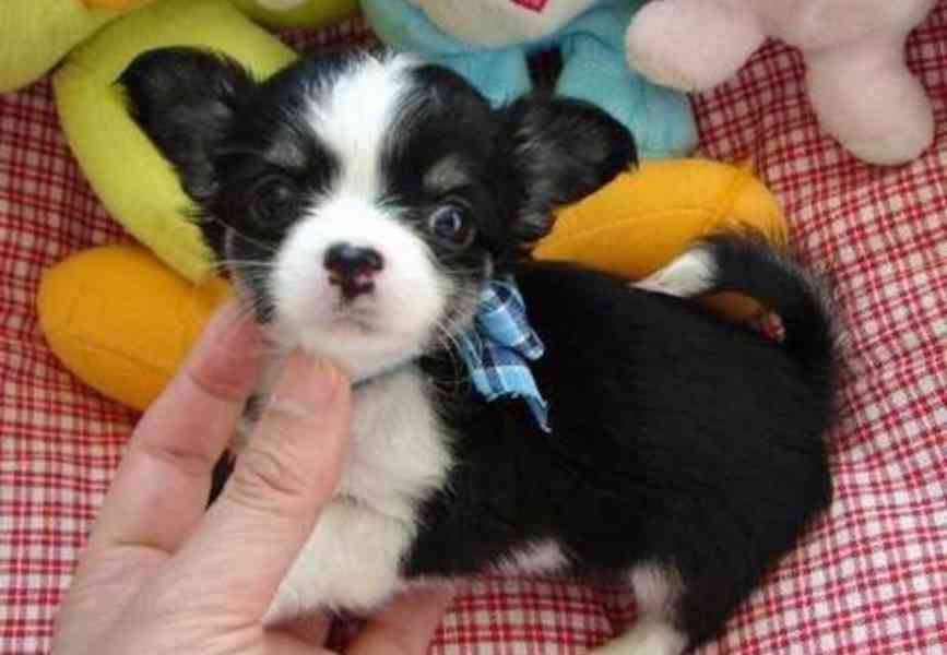 Štěňata čivavy k adopci zdarma - foto 1