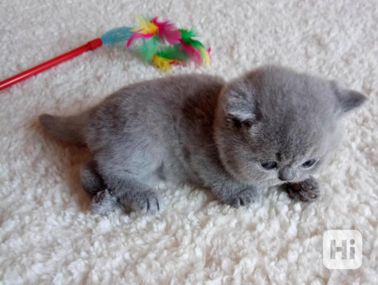 Britská modrá kočička s PP - foto 1