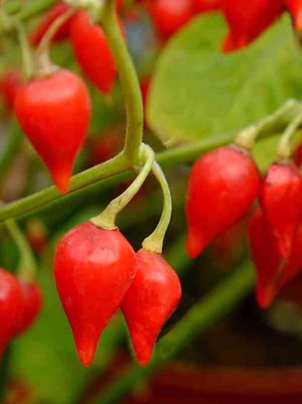 semena chilli Chupetinho red 