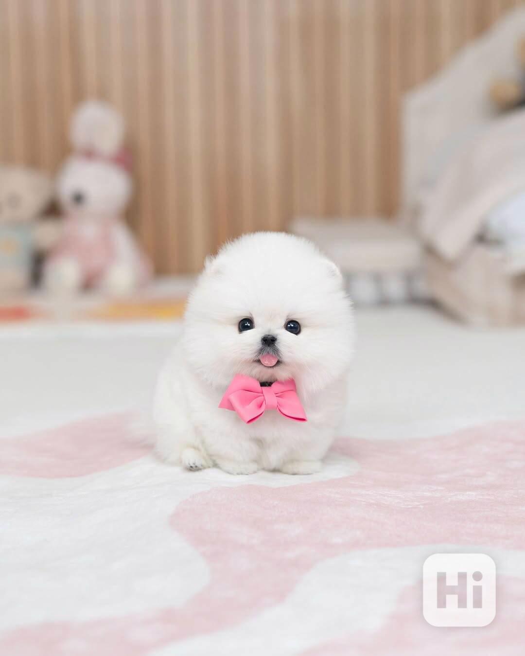 Nádherná štěňata mini pomeranianů – vychovaná s láskou - foto 1