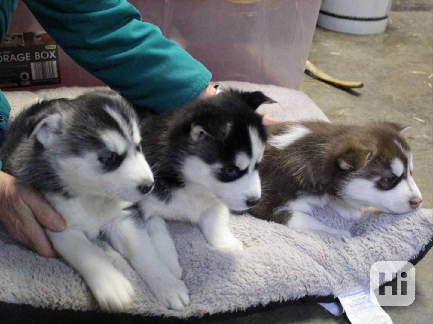 Štěňata sibiřského huskyho x aljašského malamuta - foto 1