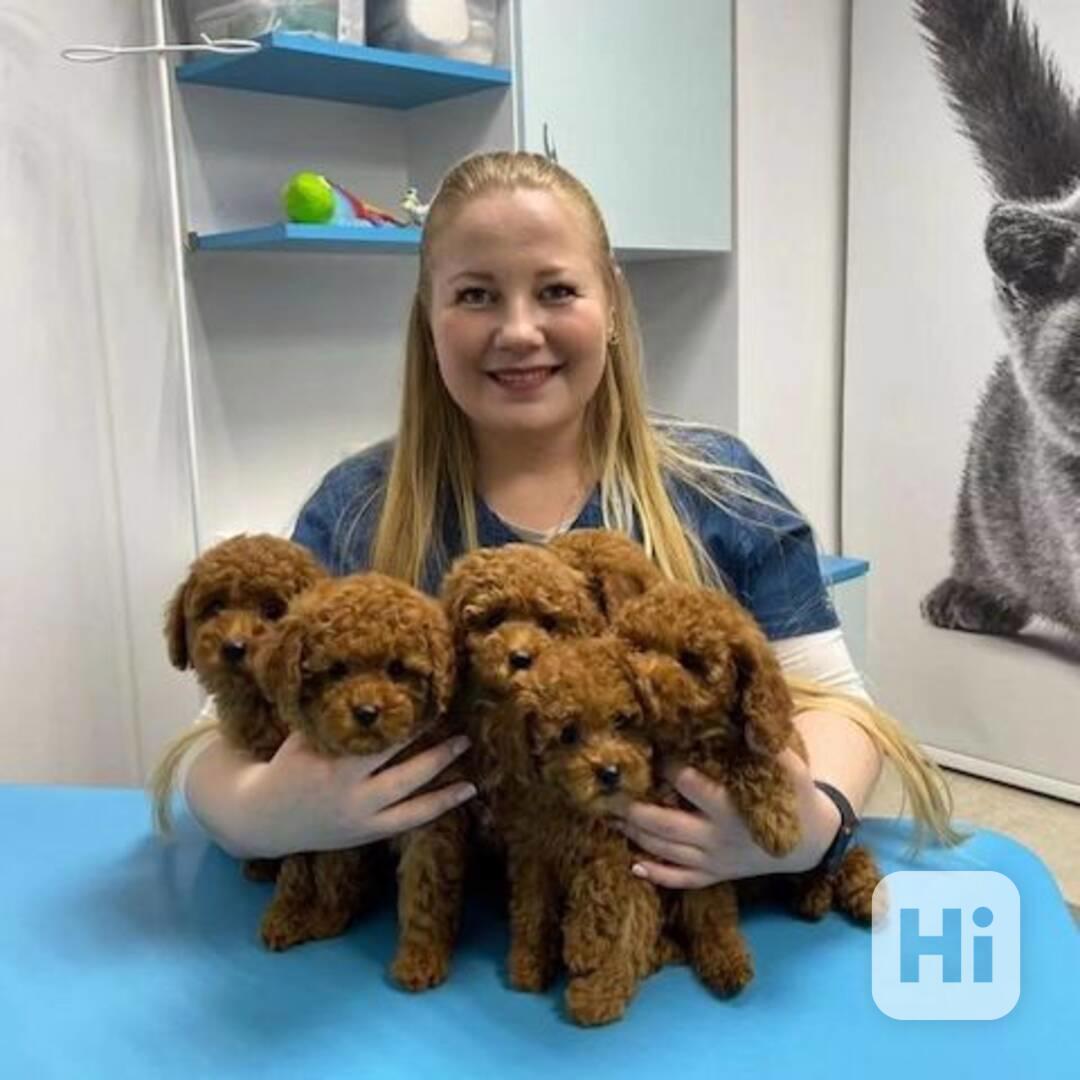 štěňátka pudl k adopci zdarma - foto 1