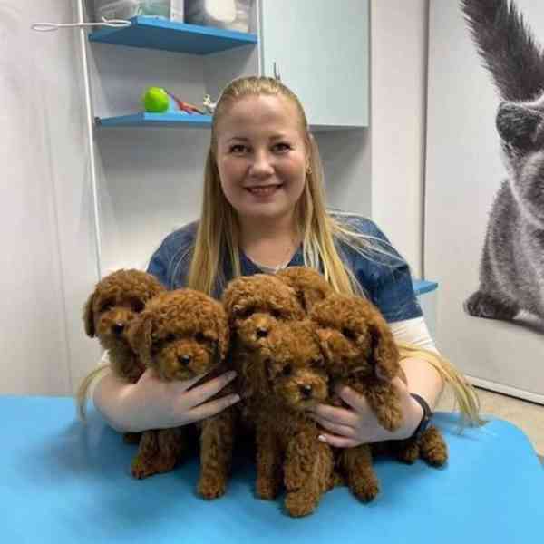 štěňátka pudl k adopci zdarma - foto 1