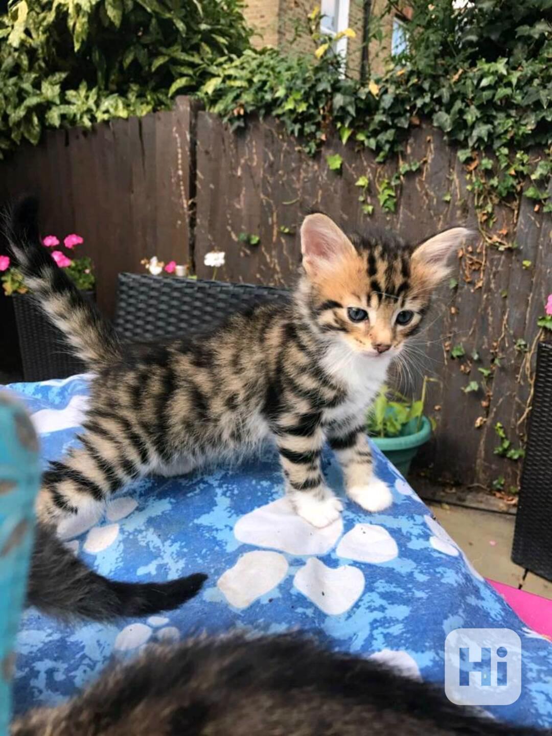 bengálských koček. whatsapp nás: +447490124950 - foto 1