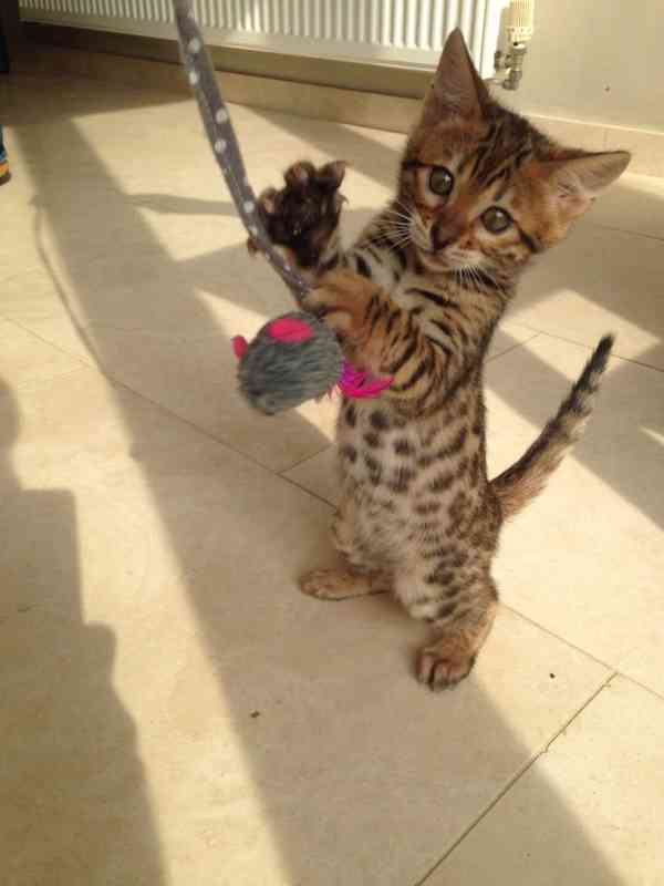 bengálských koček. whatsapp nás: +447490124950 - foto 3