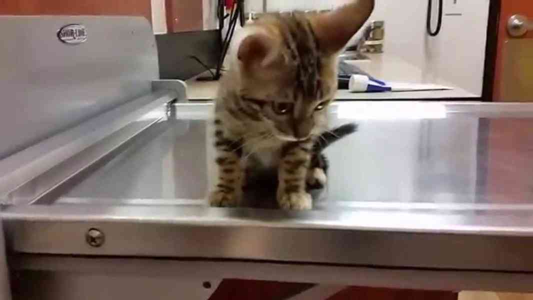 bengálských koček. whatsapp nás: +447490124950 - foto 2