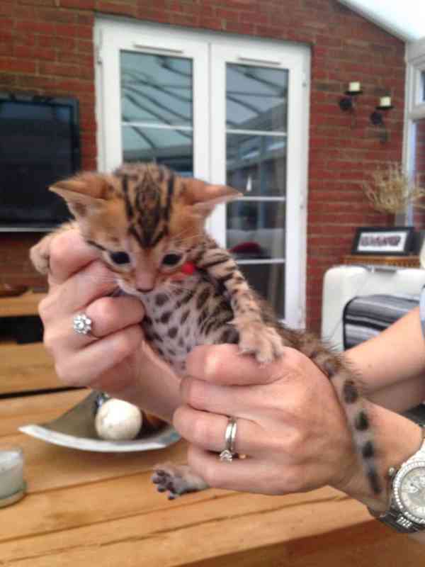 bengálských koček. whatsapp nás: +447490124950 - foto 4