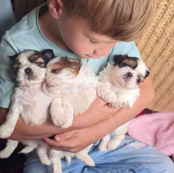 Štěňata Shih Tzu pp - foto 2