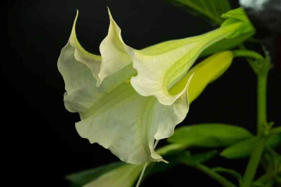 řízek Brugmansia arborea stromová - Andělská trumpeta