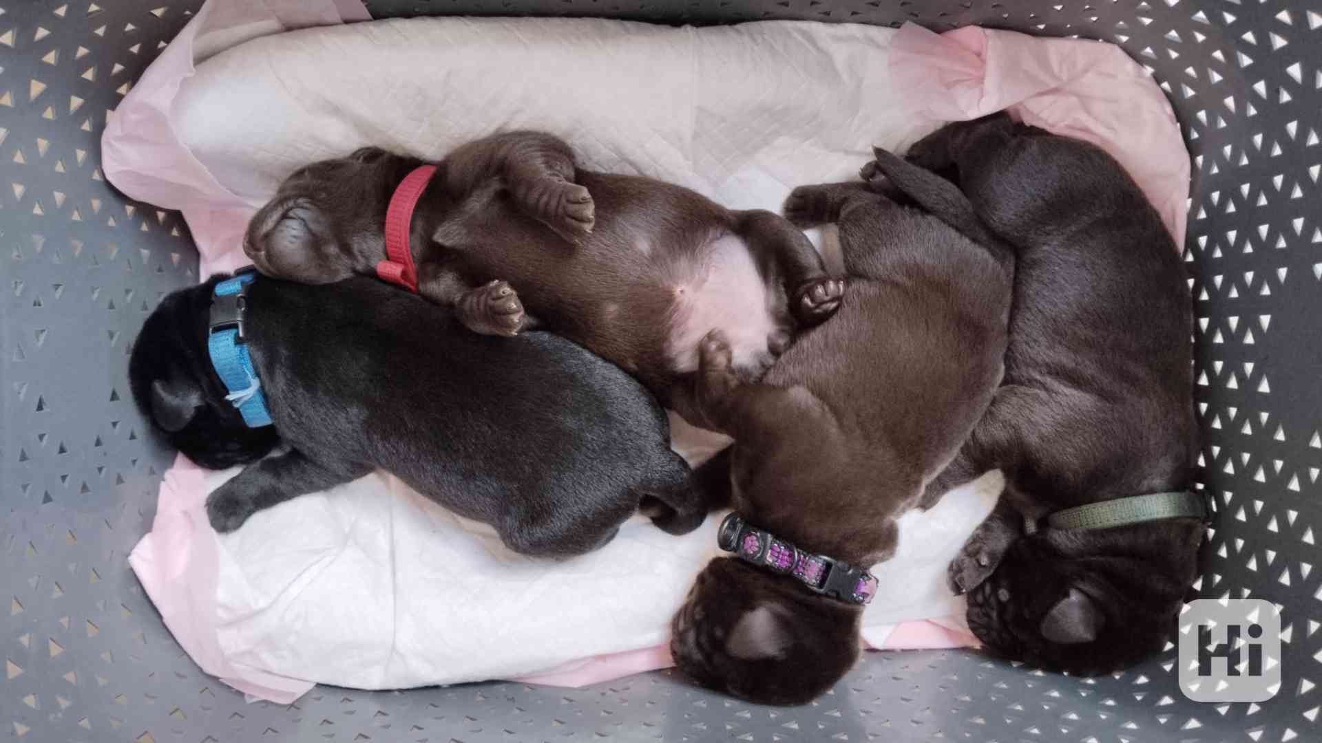 štěňátka labradorského retrívra - foto 1