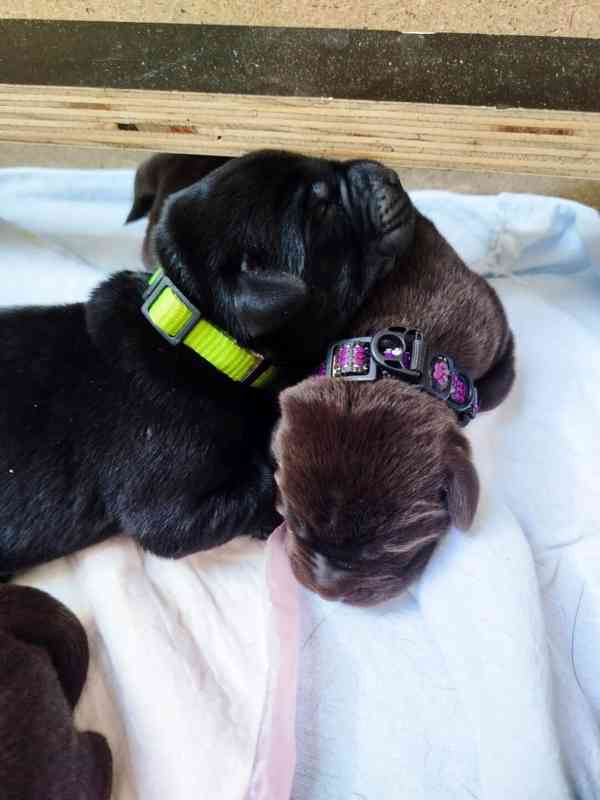 štěňátka labradorského retrívra - foto 2